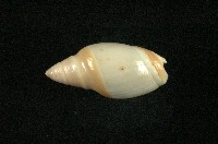藏品(乳彈頭榧螺)的圖片